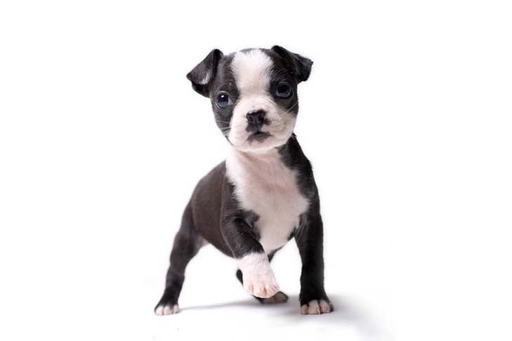 do boston terrier pugs shed
