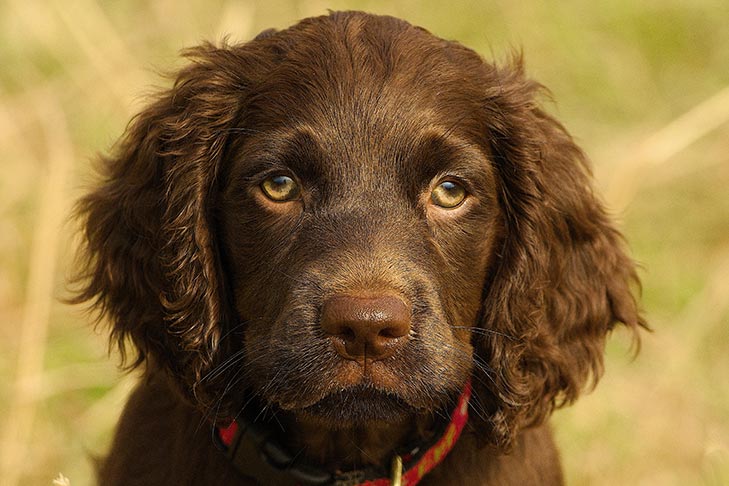 Boykin Spaniel Puppy Head Portrait 