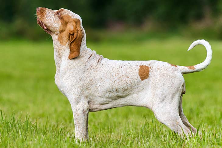 Beperkt Inzichtelijk laden Bracco Italiano - Dog Breed Information - American Kennel Club