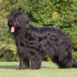 how tall are old english sheep dogs akc