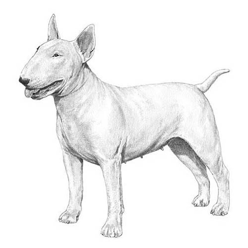 Bull Terrier Dog Breed Information
