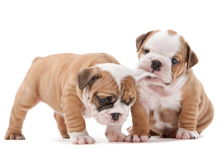 english bulldog lab mix puppies