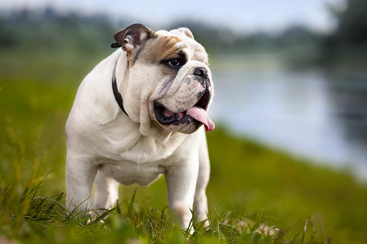 are bulldogs considered a large breed