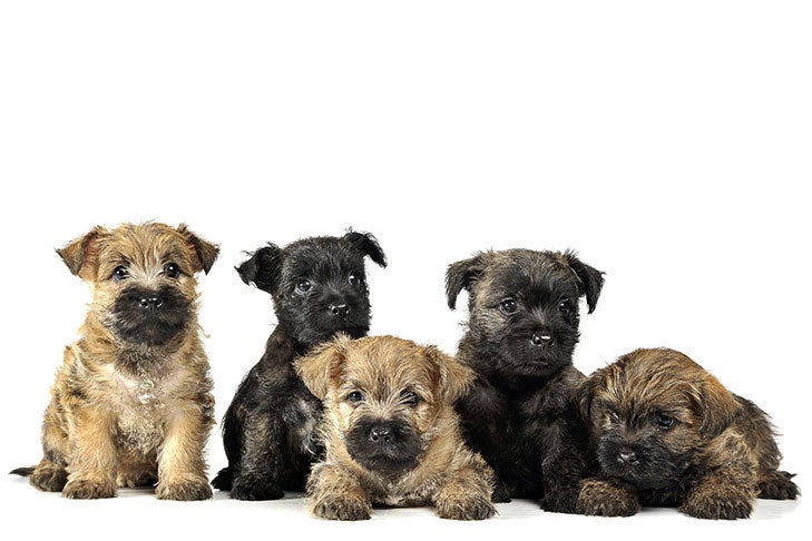 cairn terrier mix puppies