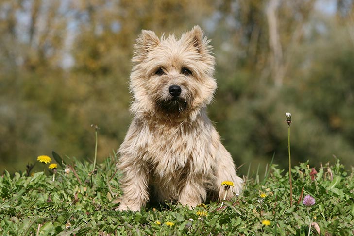 Cairn Terrier Dog Information
