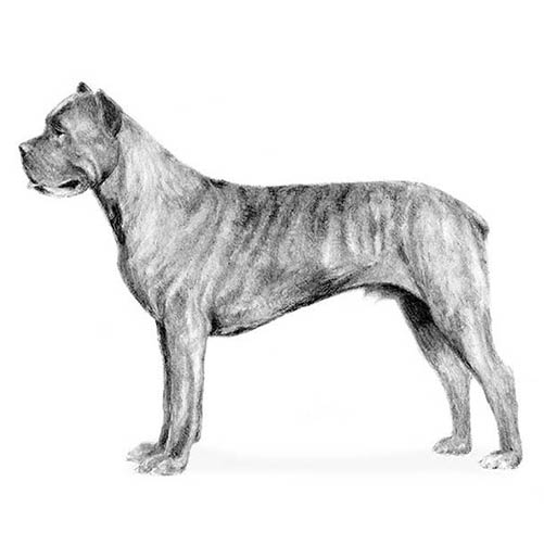 how big will my cane corso get
