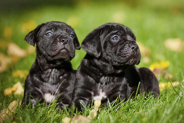 Cane Corso Growth & Weight Chart: Everything You Need To Know