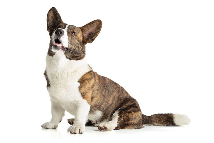 Posable Corgi Pup, 6-inch Plush Dog