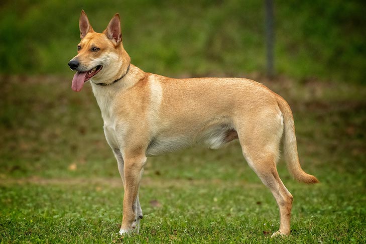 Carolina Dog standing outdoors in profile.