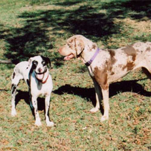 are catahoula leopard dog the most intelligent dogs