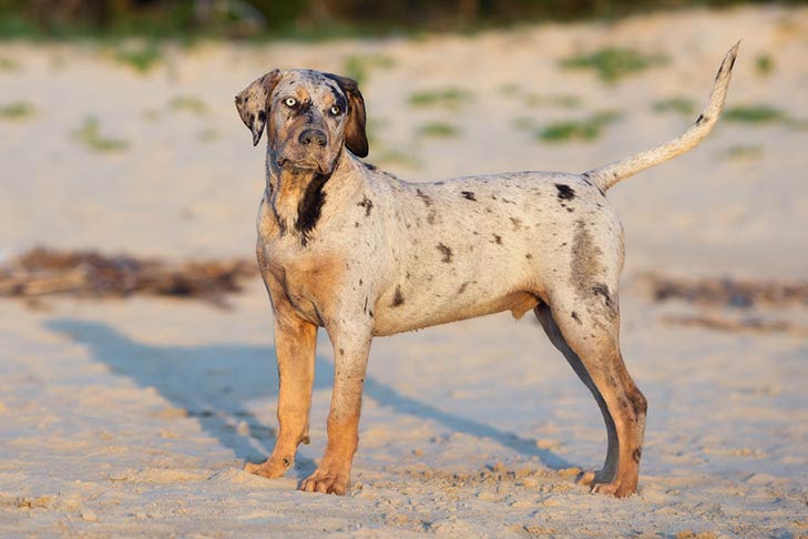 where are catahoula leopard puppies from