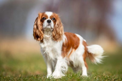 are king charles spaniels hypoallergenic