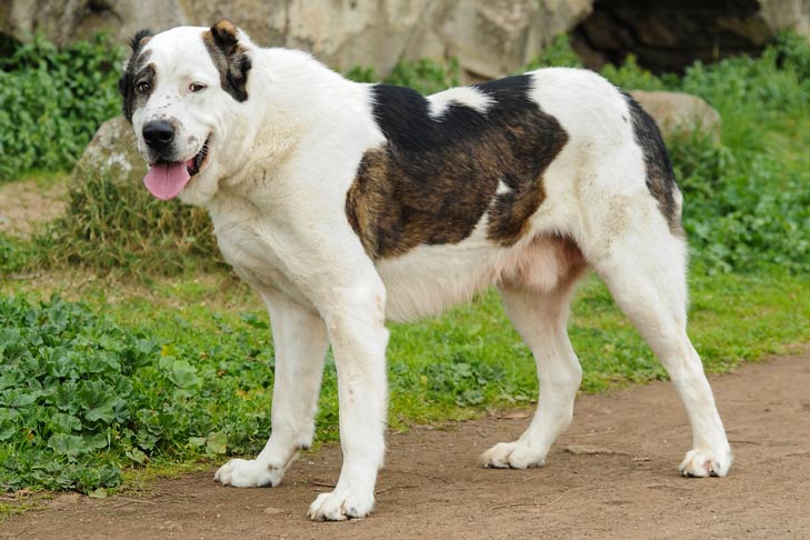Verplaatsbaar Zaailing Beringstraat Central Asian Shepherd Dog - Dog Breed Information - American Kennel Club