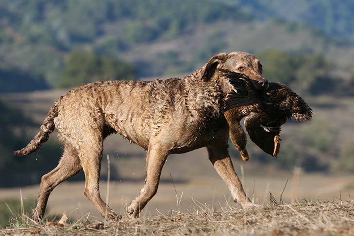 Chesapeake Bay Retriever with a bird in its mouth.