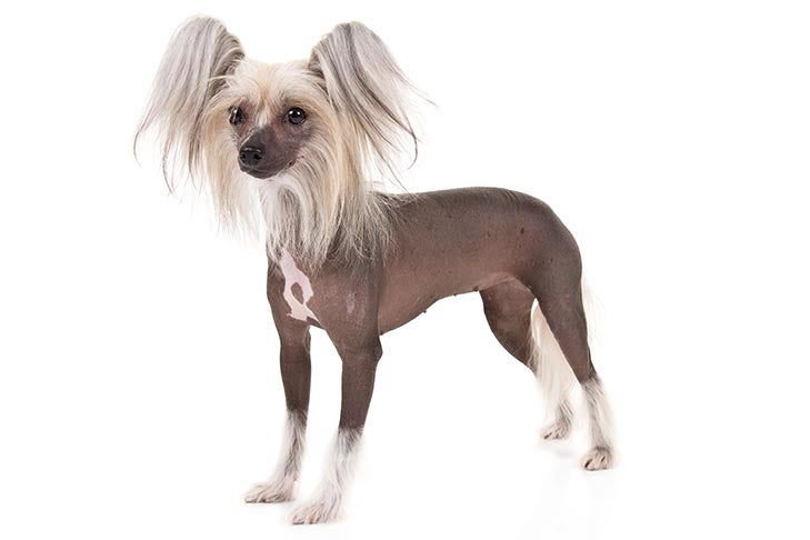 Chinese-Crested-On-White-01.jpg