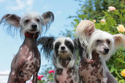 are chinese crested good companion animals