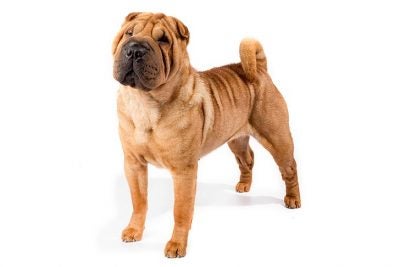 are chinese shar pei hypoallergenic