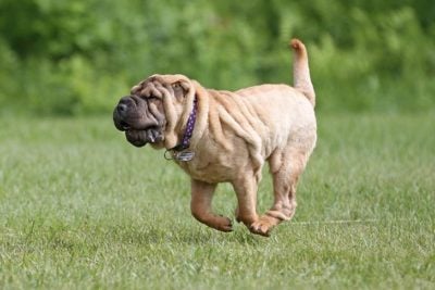 are chinese shar pei hypoallergenic