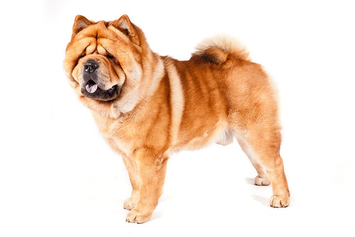 Chow Chow On White 01 