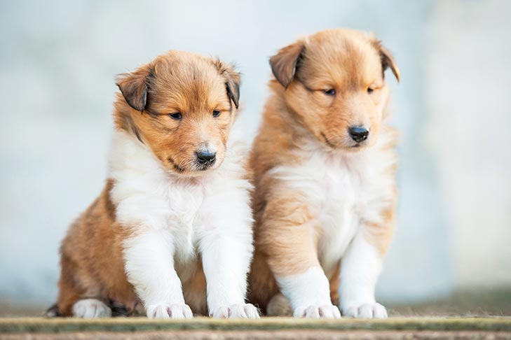 baby collies for adoption