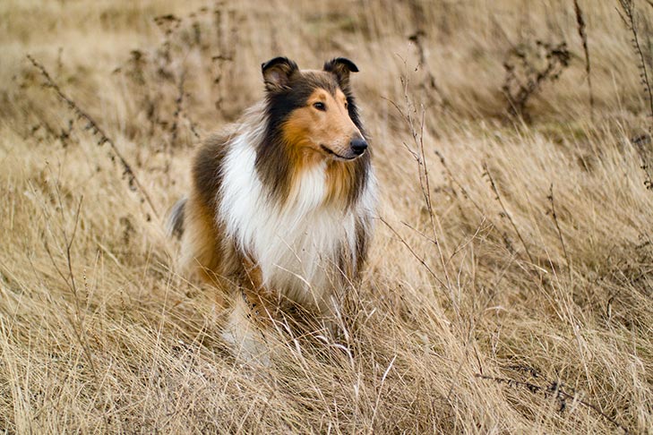 Gorgeous Lassie look-alike!!  Collie puppies, Collie dog, Sheltie