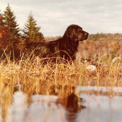 are curly coated retriever noisy