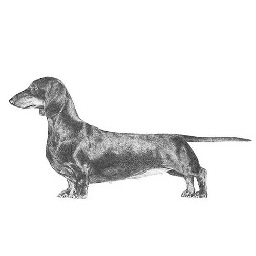 Dapple Dachshund Dog Breed Complete Guide - A-Z Animals