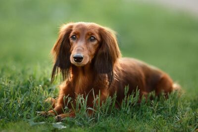 Dachshund Pictures - American Kennel Club