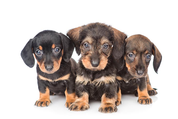 red dachshund puppies