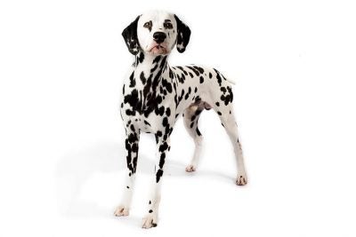 GHOST ART, Lv danish dog white (2022), Available for Sale