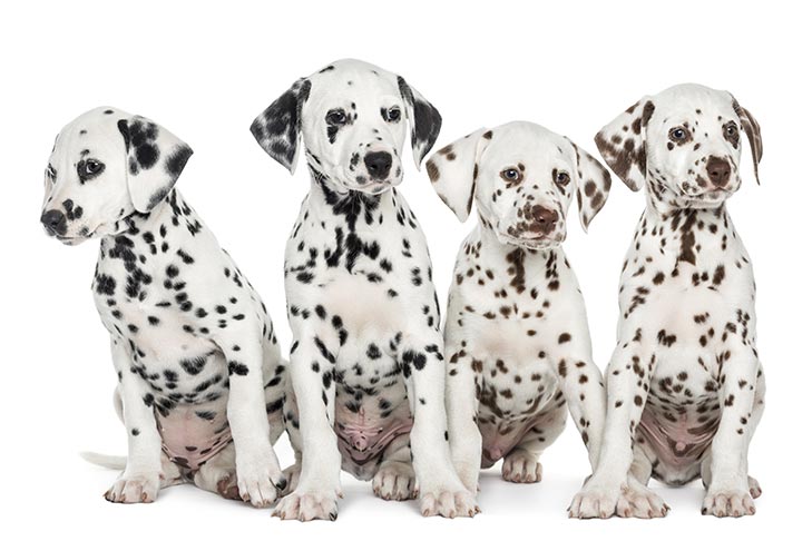 what to know about dalmatian dogs? 2
