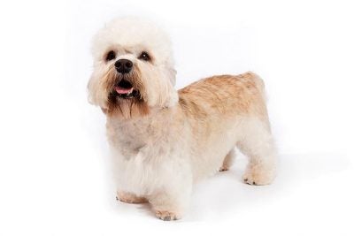 what kind of dog is a dandie dinmont