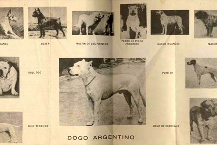Domestic dog, Dogo Argentino, three puppies playing with