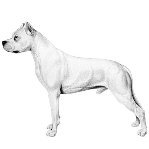Dogo Argentino: Character, Health, Feeding, Price, and Care