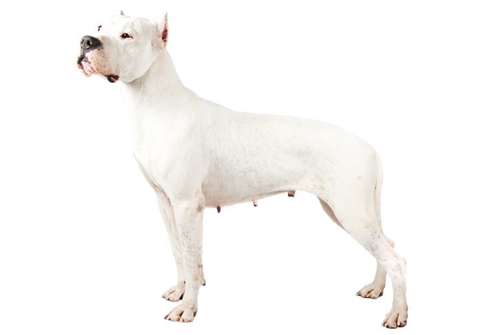 Dog Dogo Argentino / Dogue Argentin (natural ears) adult and puppy