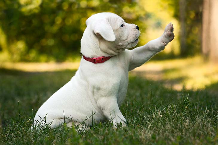 Dogo Argentino and Argentine Dogo Raising Guide: The Fundamental Guide on Dogo  Argentino and Dog and Puppy Costs, Care, Feeding, Health, Training,  Grooming and Fun Facts