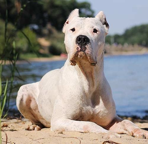 Dogo Argentino Dog Breed Information and Pictures - PetGuide