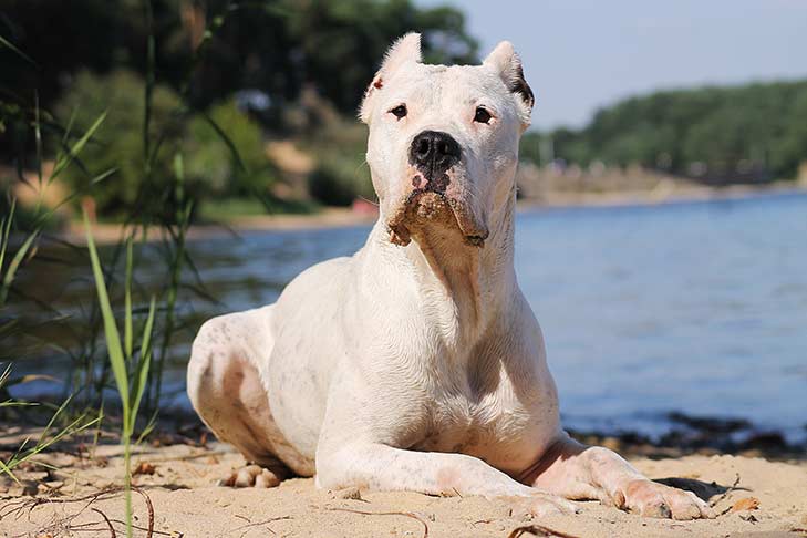 Is she a dogo argentino? : r/dogoargentino