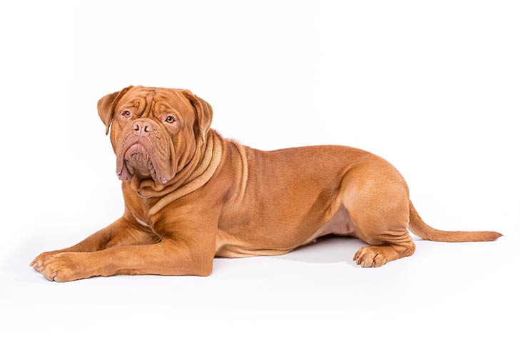 at what age can you breed a mastiff