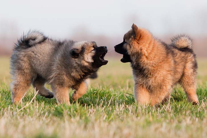 cute puppies playing together