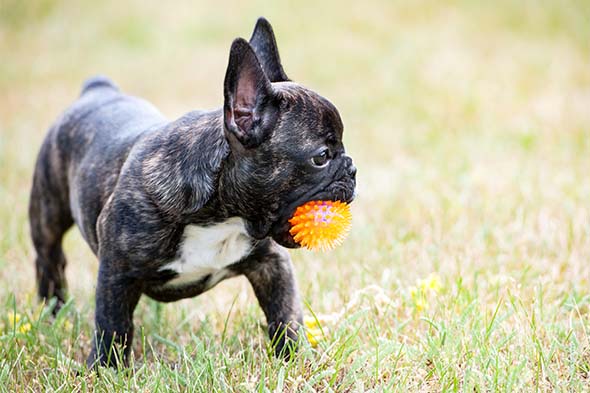 are french bulldogs related to pitbulls