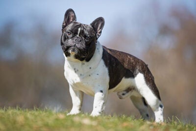 French Bulldog Tail: The Secret to a Happy and Healthy Frenchie!