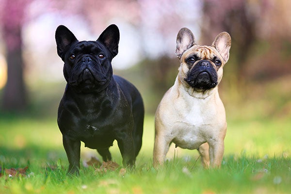 The Most Popular Dog Breeds of 2023