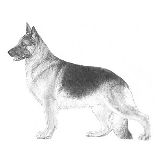 german shepherd profile