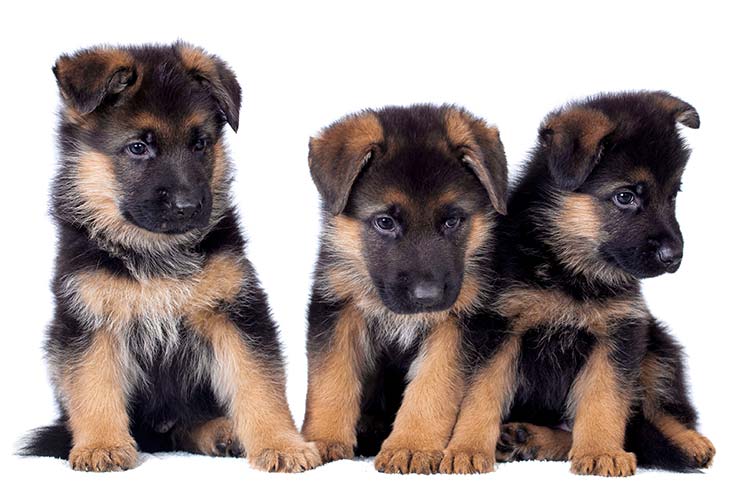 what kinds of german shepherds are there