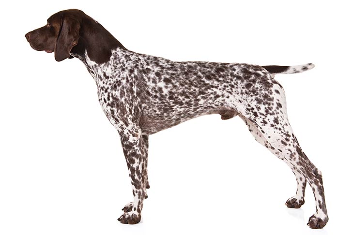 Are Pointers Good Family Dogs? Discover Their Family-Friendly Traits