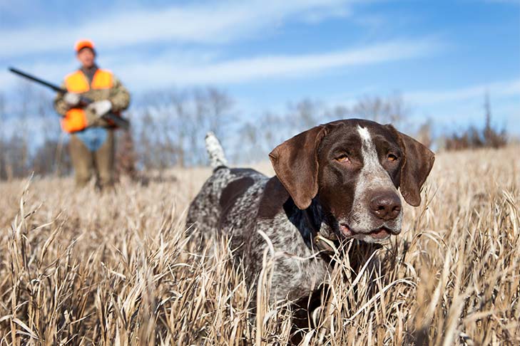 brown spotted german shorthaired pointer