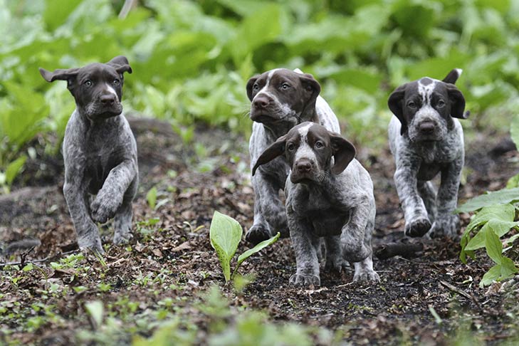 german shorthaired pointer newborn puppies