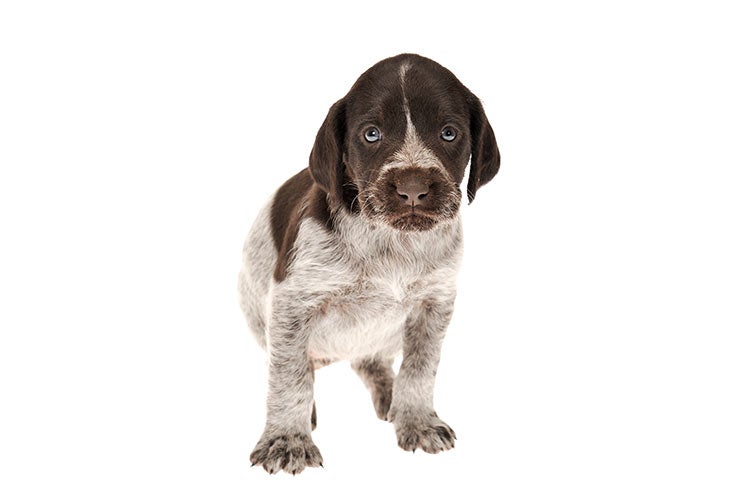 brown german wirehaired pointer