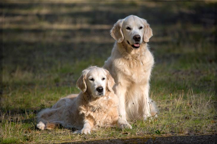 what breeds do golden retrievers get along with